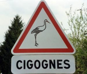 Cigogne___Alsace___France